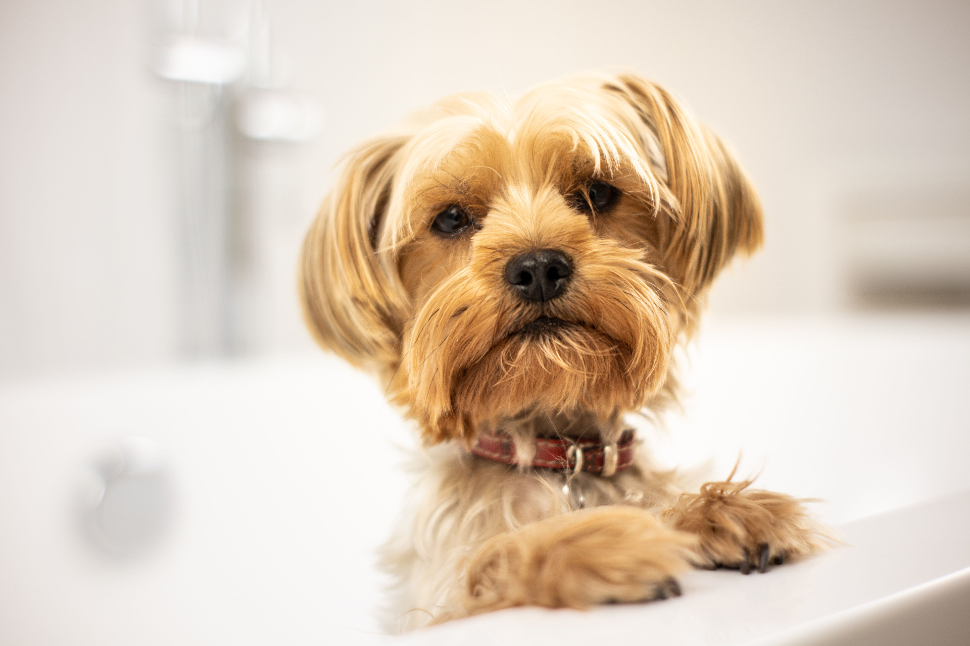 Freshly groomed Yorkie at Wild Things